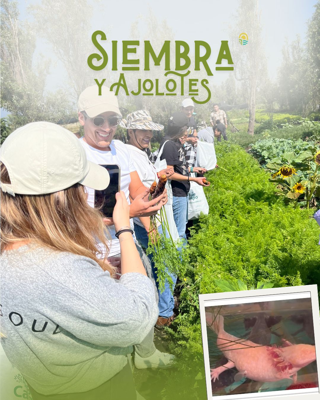 Siembra y Ajolotes