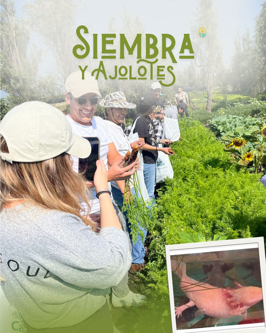 Siembra y Ajolotes - Domingo 12 de Julio 2026