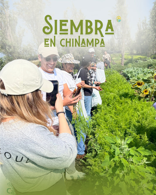 Siembra y Ajolotes - Sábado 13/Junio/2026
